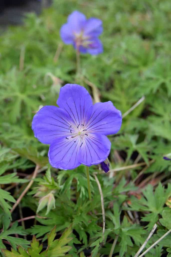 Geranium 'Orion' ---